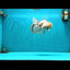 BEAUTY AAA Grade Sakura Oranda Male 6.5 inches #081426OR_03