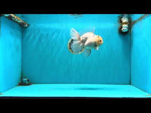 BEAUTY AAA Grade Sakura Oranda Male 6.5 inches #081426OR_03