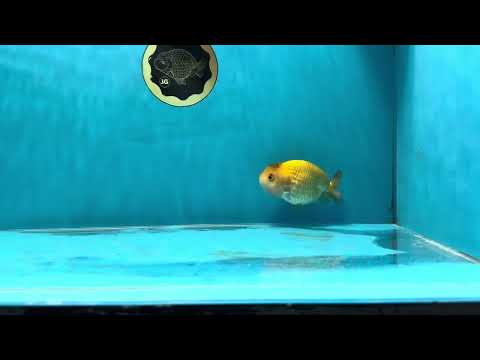 Special Color Neon Lionchu Female 3.5 inches #032825LC_11