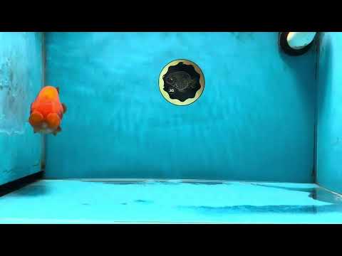 AAA Grade Chubby Red LionQueen 4-4.5 inches #041825LC_06