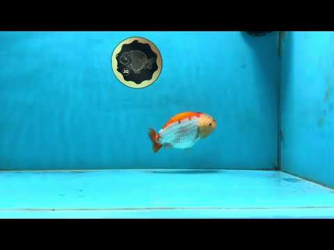 A Grade Young Red White LionQueen 4 inches #101025LC_03