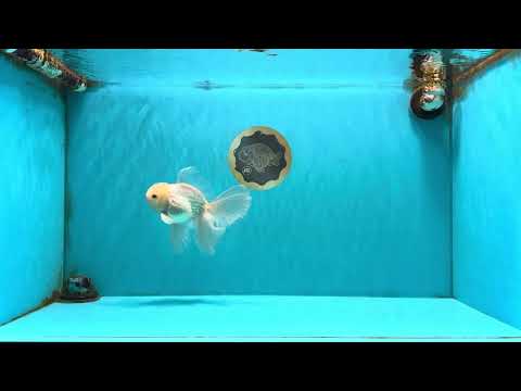 MASHMALLOW A Grade White Oranda Male 5.5-6 inches #091826OR_05