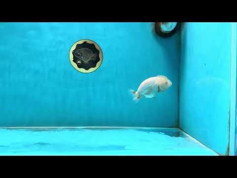 Snow White Lionchu Female 3.5 inches #121925LC_05