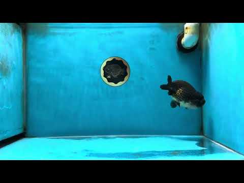 A Grade Black LionKing 4.5 inches #052325LC_19