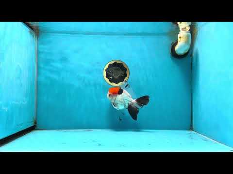 A Grade Red Head Tricolor Oranda Male 4.5 inches #053025OR_19