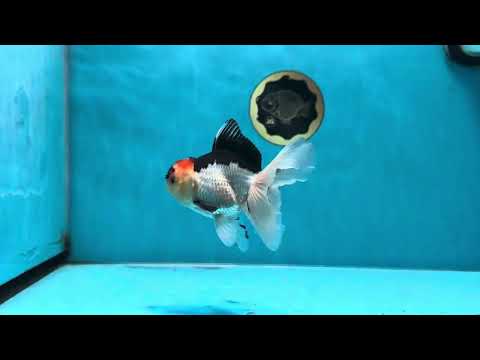 A Grade Angry Bird Tricolor Oranda Male 4.5-5 inches #053025OR_14