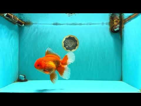 A Grade Red Oranda Male 6.5 inches #100926OR_19