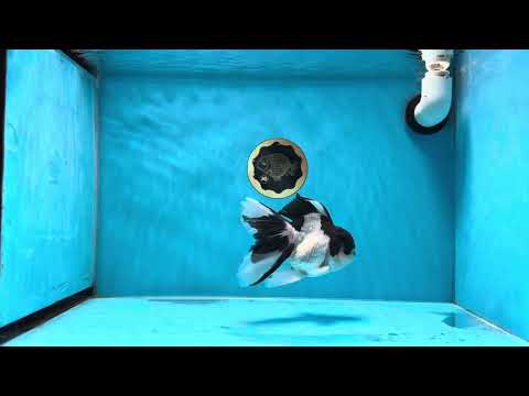 Panda Oranda Male 5.5 inches #021425OR_06