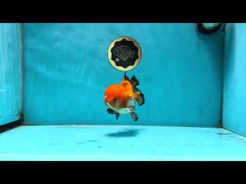 Pompom Tricolor Yuanbao Male 4.5 inches #060625YB_07