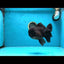 AAA Grade Godzilla Black Oranda Male 5.5 inches #100325OR_11