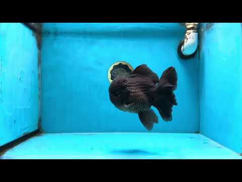 AAA Grade Godzilla Black Oranda Male 5.5 inches #100325OR_11