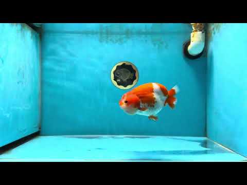 AAA Grade Adorable Red White LionQueen 4.5 inches #041825LC_02