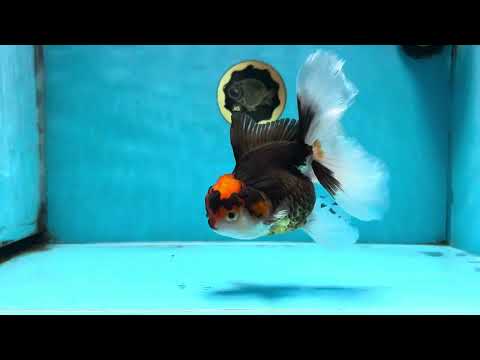 A Grade Tricolor Oranda Female 5.5-6 inches #100325OR_18