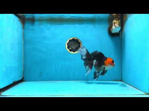 A Grade Tricolor Oranda Female 6.5 inches #090525OR_19