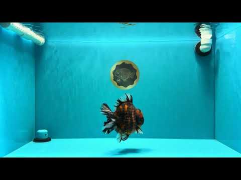 AAA Grade Godzilla Tiger Yuanbao Male 5.5 inches #030626YB_10