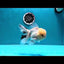 AAA Grade Lemonhead Oranda Male 5 inches #0510OR_09