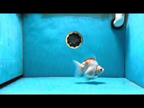 A Grade Kohaku Ryukin Red White Female 4.5-5 inches #070425RK_01