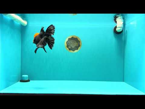 A Grade Red Head Tricolor Oranda Male 5.5-6 inches #030626OR_25