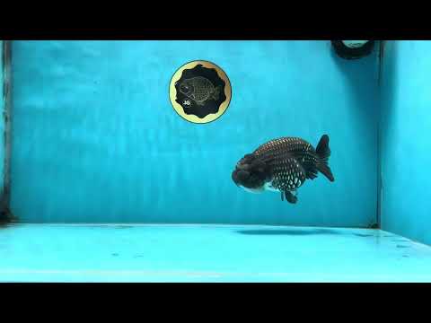 AAA Grade Blue LionQueen 4.5 inches #100325LC_10