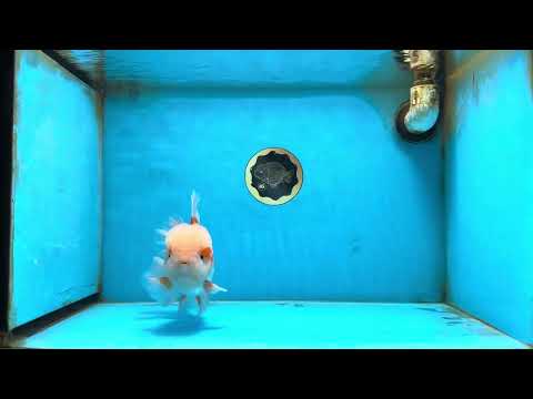 AAA Grade Red White Oranda Male 6 inches #082225OR_08