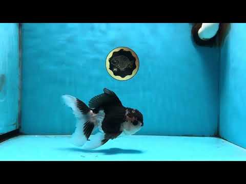 Panda Oranda Male 5.5 inches #091225OR_24