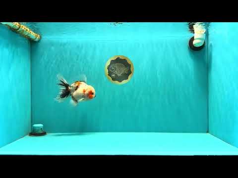 A Grade Marble Oranda Male 5-5.5 inches #061926OR_24