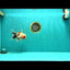 A Grade Marble Oranda Male 5-5.5 inches #061926OR_24