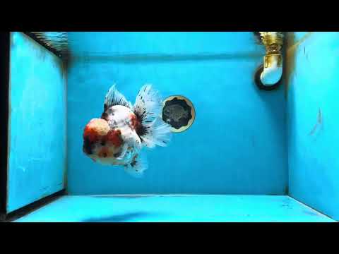 AAA Grade Godzilla Calico Oranda Female 6 inches #080825OR_16