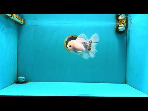 A Grade Marble Oranda Male 5-5.5 inches #050126OR_11