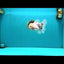 A Grade Marble Oranda Male 5-5.5 inches #050126OR_11