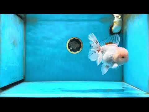 A Grade Red White Oranda Male 5.5-6  inches #051625OR_25