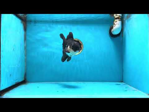 A Grade Whale Shark Panda Oranda Female 5-5.5 inches #100325OR_19