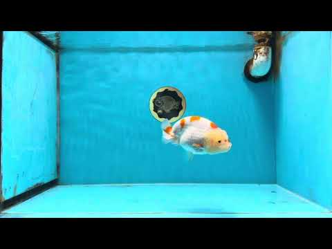 AAA Grade Pompom Kohaku LionQueen 4-4.5 inches #103125LC_19