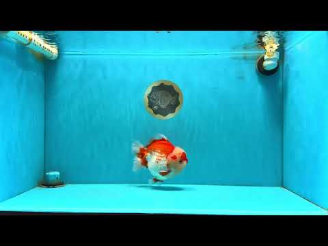 CHUBBY AAA Grade Red White Yuanbao Male 6 inches #040326YB_01