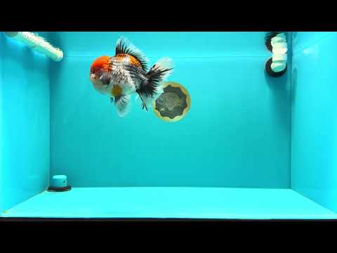 A Grade Godzilla Red Head Kirin Oranda Male 6-6.5 inches #031326OR_04