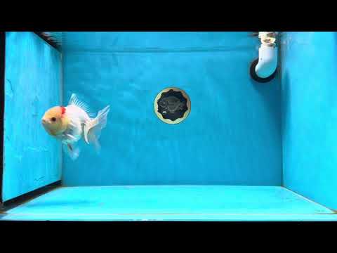 A Grade Goldie Luxe Lemonhead Oranda Male 4.5 inches #022125OR_10