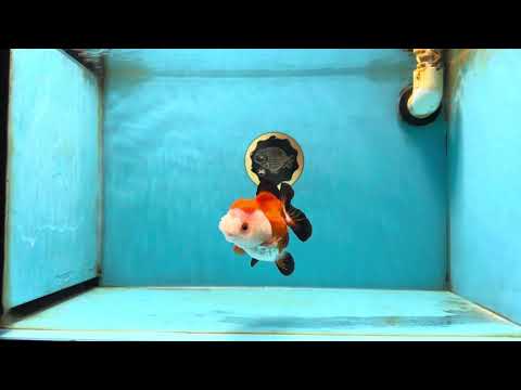 A Grade Pompom Tricolor Yuanbao Female 4 inches #050925YB_30