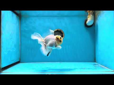 A Grade Panda White Oranda Male 5 inches #050225OR_07