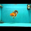 CHUBBY AAA Grade Red White Oranda Male 6 inches #081426OR_01