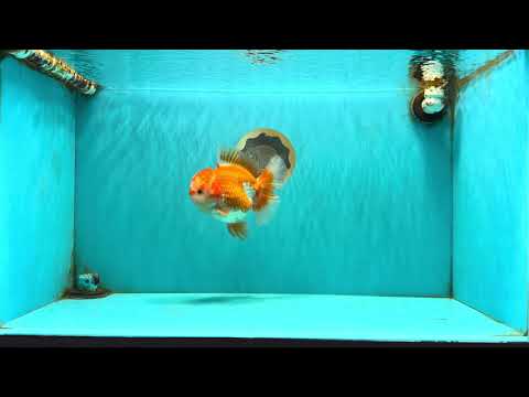 CHUBBY AAA Grade Red White Oranda Male 6 inches #081426OR_01
