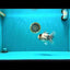 AAA Grade White Tiger Oranda Male 5.5 inches #062626OR_35
