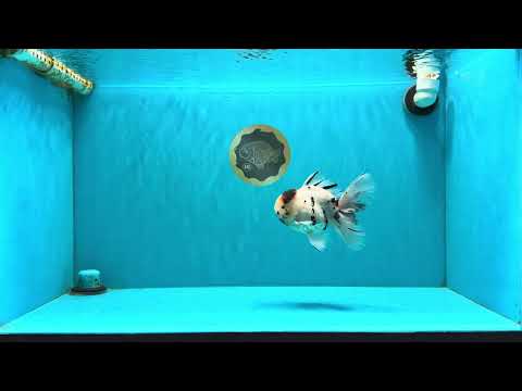AAA Grade White Tiger Oranda Male 5.5 inches #062626OR_35