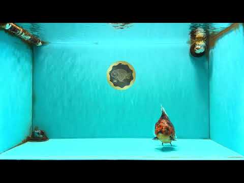 A Grade Tiger Oranda Female 5.5 inches #090426OR_07