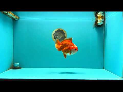 CHUBBY AAA Grade Red White Yuanbao Male 5-5.5 inches #051526YB_12