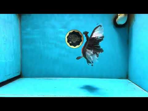 A Grade Tricolor Oranda Male 5.5 inches #081525OR_26