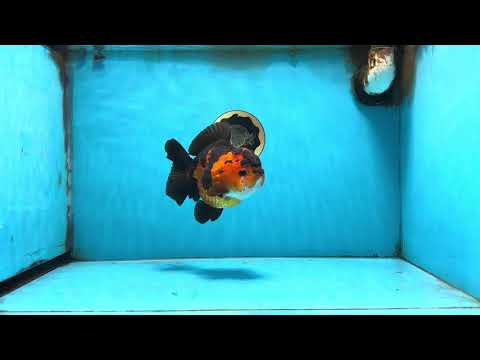 AAA Grade Apache Yuanbao Female 5-5.5 inches #091925YB_19