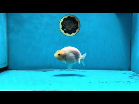 Snow White Sakura Button Eyes Lionchu Male 4-4.5 inches #070425LC_10