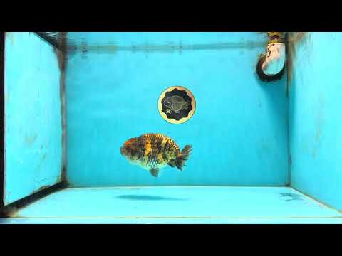 A Grade Tiger LionQueen 5 inches #101025LC_16