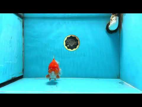 SHOW GRADE Godzilla Red White Yuanbao Male 5-5.5 inches #101725YB_999