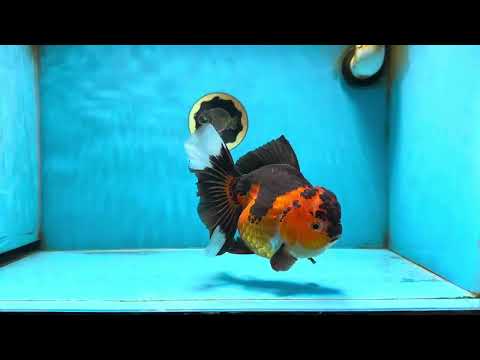 AAA Grade Godzilla Apache Oranda Female 6.5 inches #081525OR_13